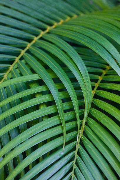 Poster Tropical Coconut Palm Leaves