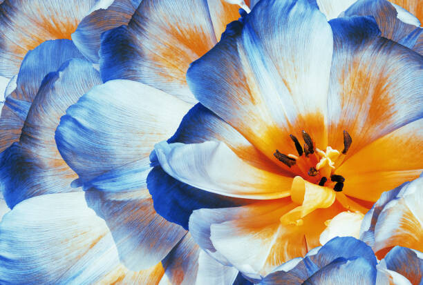 Poster Tulips flowers  blue.  Floral