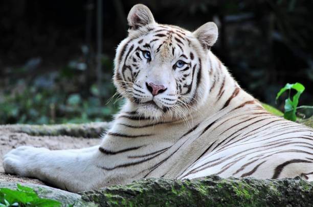 Poster White Bengal/Panthera Tigris- facing camera