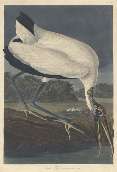 Poster Wood Ibis, 1834