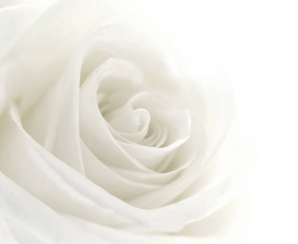 Poster A close-up of a single white rose