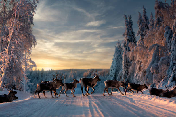 Poster A group of reindeers crossing the