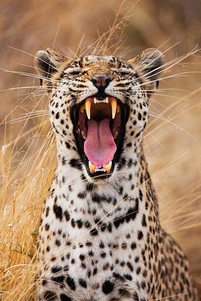 Poster A leopard yawning, close-up portrait