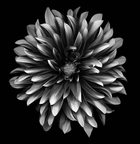 Poster A monochrome dahlia on a black background
