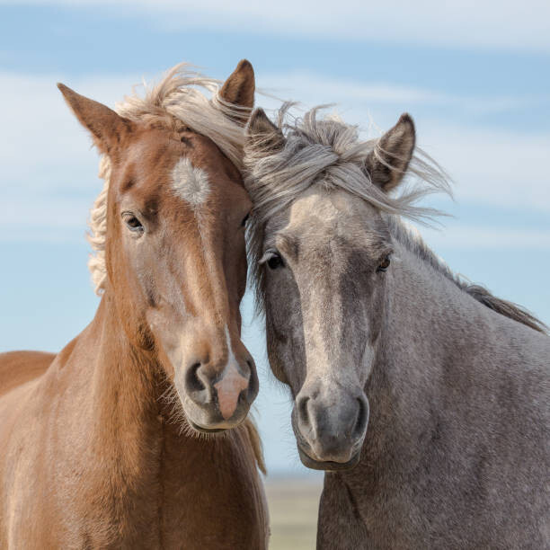 Poster A pair of Icelandic horses in Iceland.