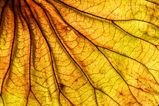 Poster Abstract backlit leaf background