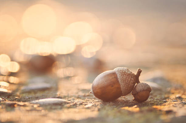 Poster Acorns