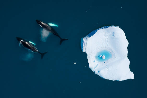 Poster aerial view of whales swimming among icebergs
