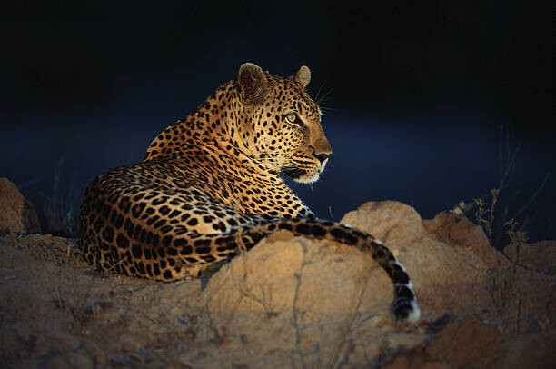 Poster African leopard (Panthera pardus) laying on rock
