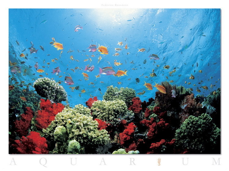 aquarium art print buy