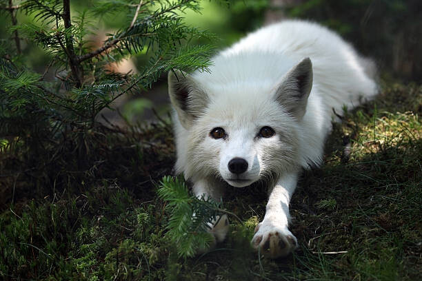 Poster Arctic Fox