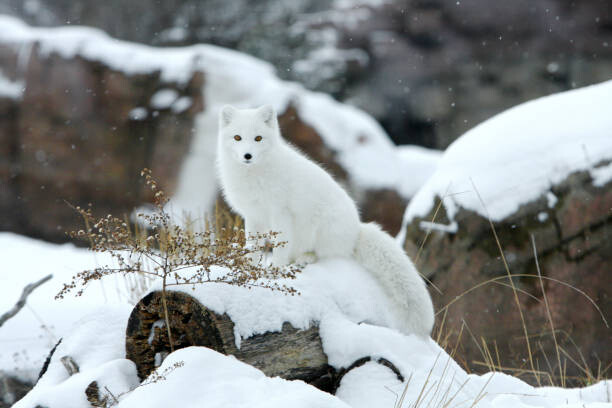 Poster Arctic fox in snow