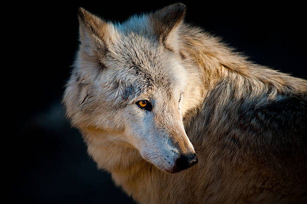 Плакат Arctic wolf. Canis lupus arctos