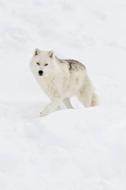 Poster Arctic wolf walking on snow in winter