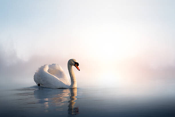Poster Art Swan on the water at sunrise