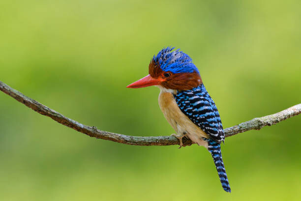 Poster Banded Kingfisher perching on a branch,