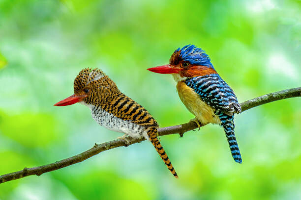 Poster Beautiful couple of Banded Kingfisher birds