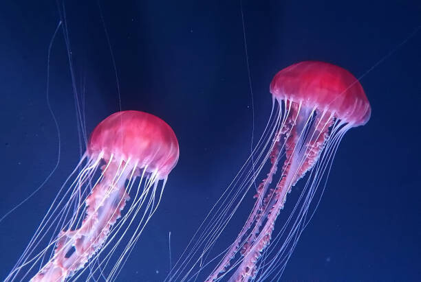 Poster Beautiful jellyfishes floating in water