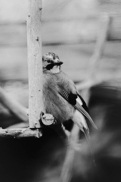 Плакат Birdie Photo,Close-up of jay perching on feeder