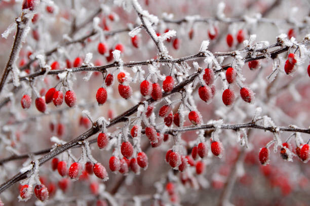 Poster branches of bush with red berries