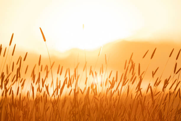 Poster bright sunlight over field