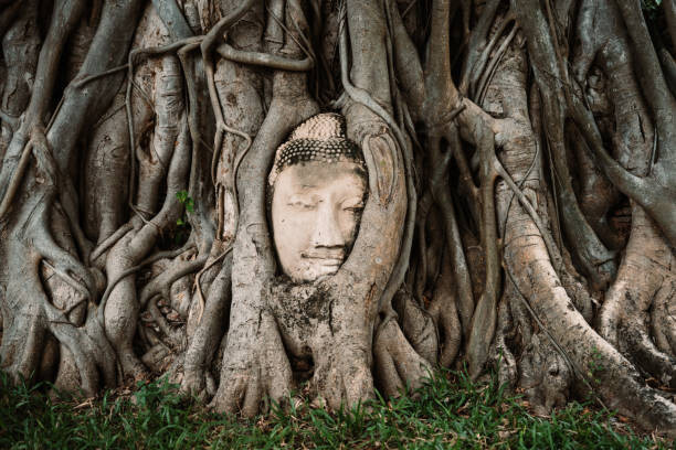 Poster Buddha head between tree branches