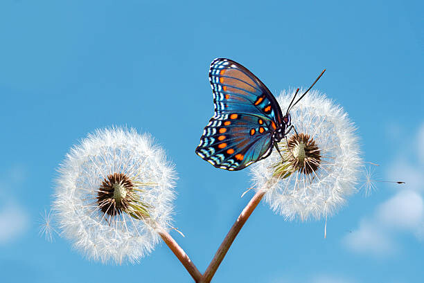 Плакат Butterfly on dandelion