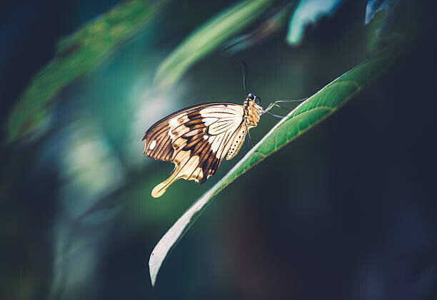 Плакат Butterfly On Green Leaf