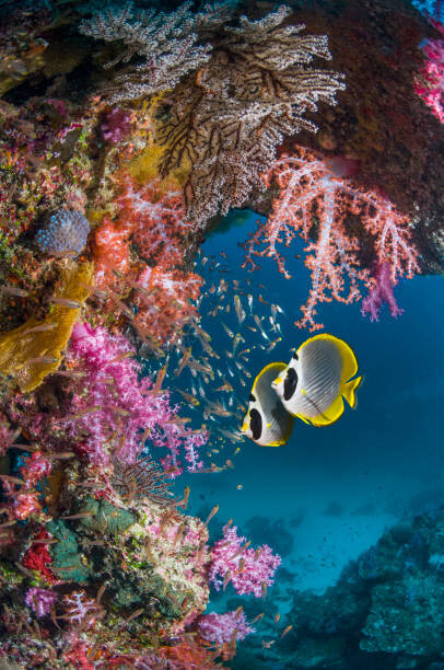 Плакат Butterflyfish with soft corals.