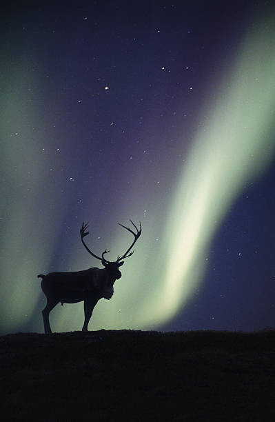 Poster Caribou bull  and Aurora Borealis,