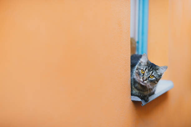 Poster Cat looking at camera while resting