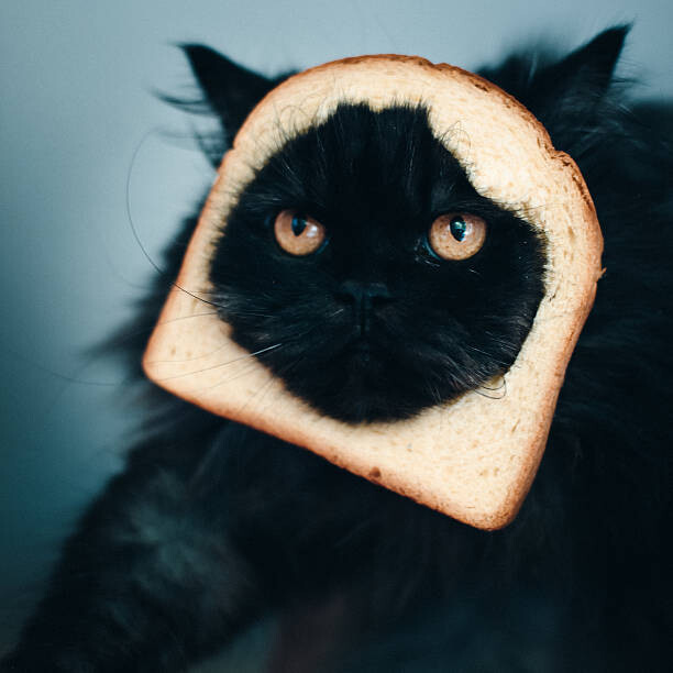 Плакат Cat sandwich