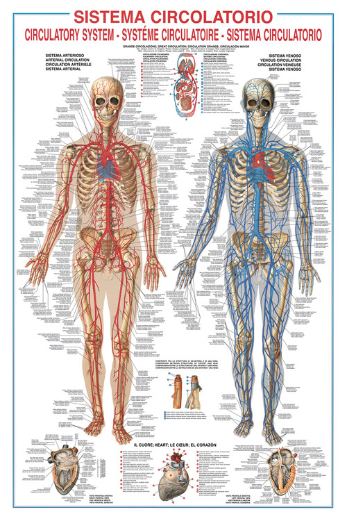 Poster Circulatory system | Wall Art | 3+1 FREE | Europosters