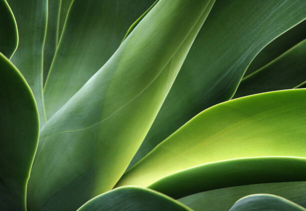 Poster close-up of a cactus