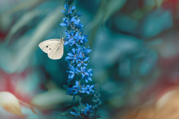 Плакат Close-up of butterfly on purple flower