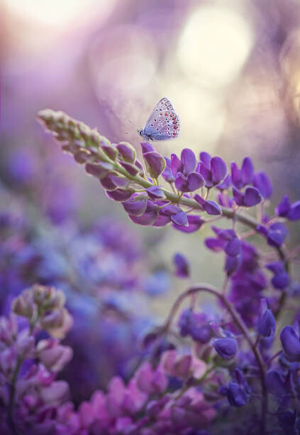 Плакат Close-up of butterfly on purple flowers,Russia