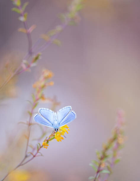 Плакат Close-up of butterfly pollinating on flower,Barcelona,Spain