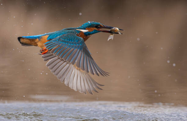 Poster Close-up of common kingfisher flying over lake