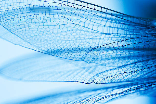 Poster Close-up of dragonfly wings