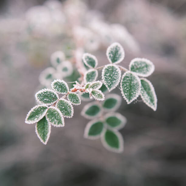 Poster Close-up of frozen plant