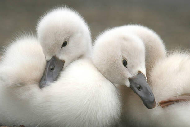 Poster Close-up of geese,Japan