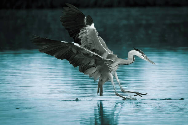 Poster Close-up of gray heron flying over lake