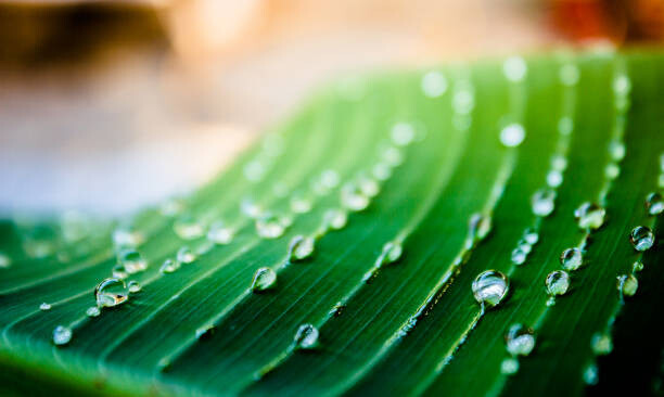 Poster Close up of green leaf with water drops