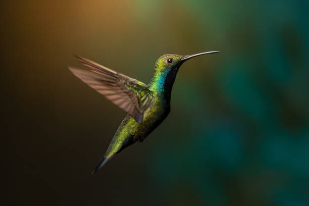 Плакат Close-up of hummingbird flying over water,Jardin