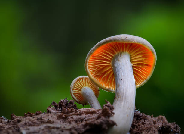 Poster Close-up of mushroom growing on field,Silkeborg,Denmark