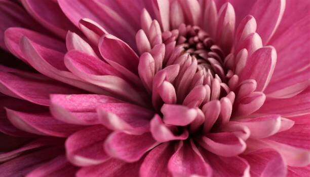 Poster Close-up of pink dahlia,Portland,Oregon,United States,USA