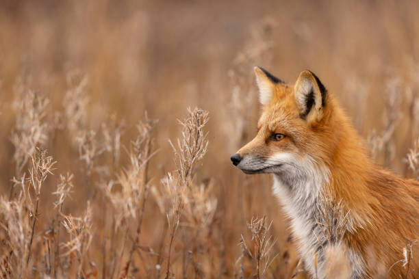Poster Close-up of red fox on field,Churchill,Manitoba,Canada