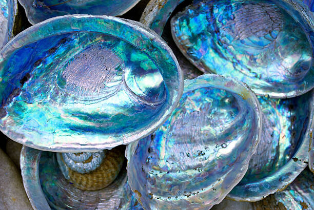 Poster Close-up of some Paula shells also called Abalone