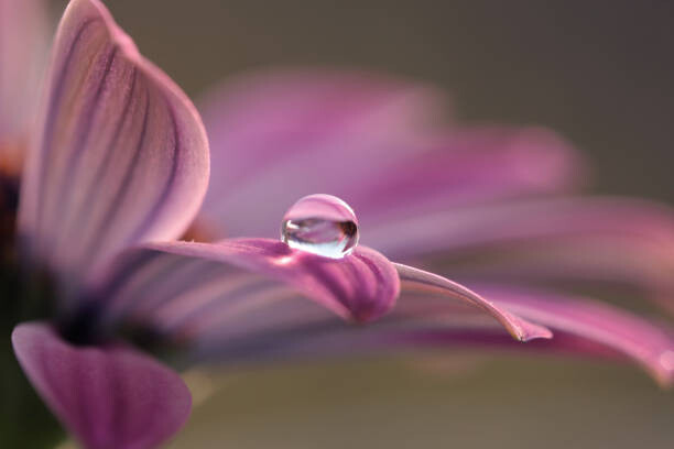Poster Close-up of water drops on pink flower