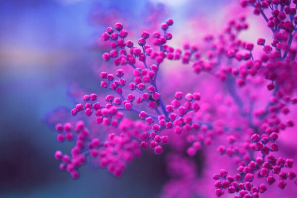 Poster Close up The Purple small round